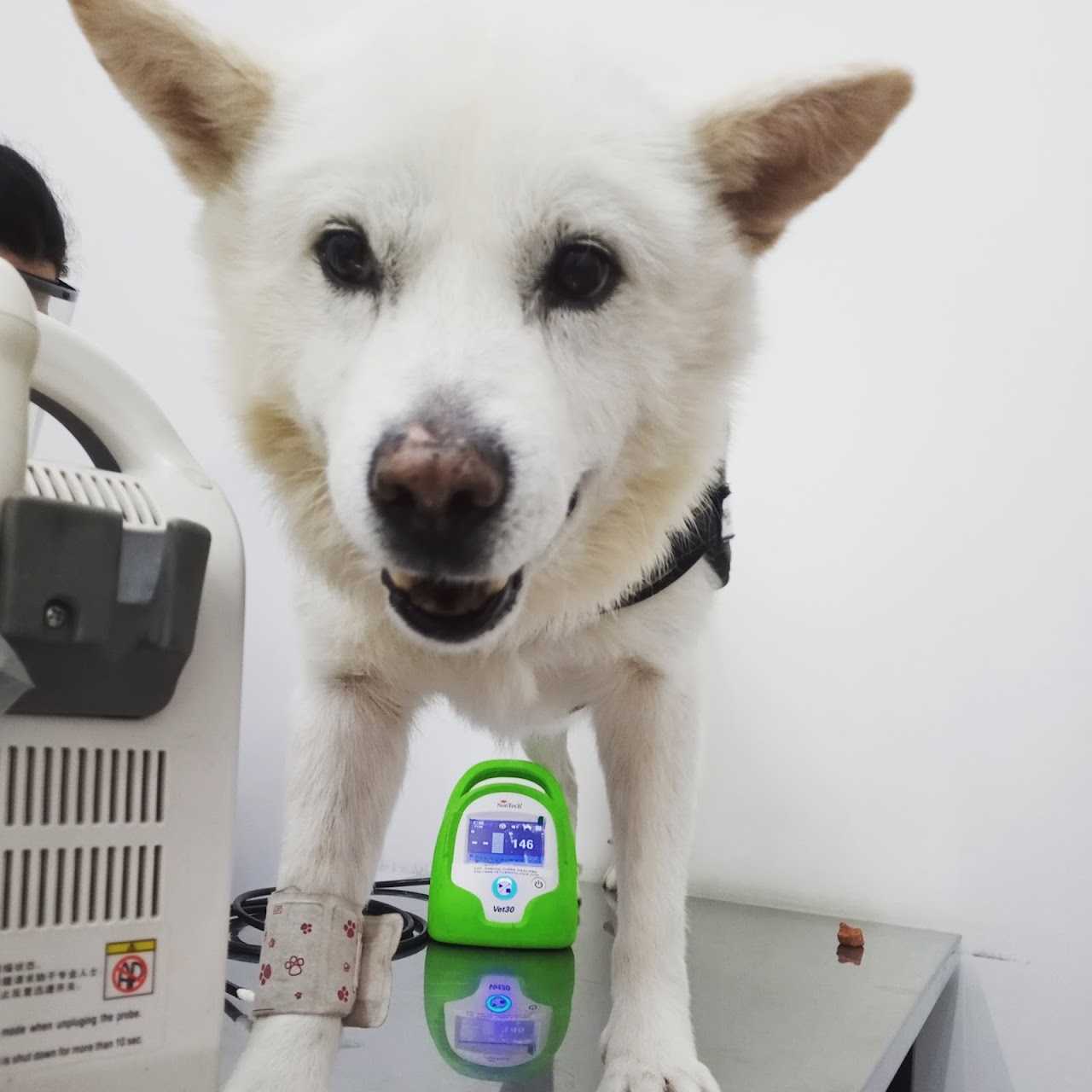 Pet Shop con alimentos premium y accesorios en Flores